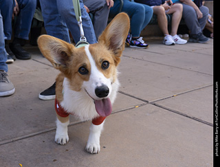  Tour de Corgi 2025 - The Tour