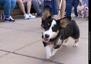  Tour de Corgi 2025 - The Tour