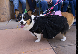 Tour de Corgi 2025 - The Tour
