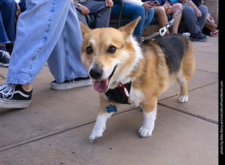  Tour de Corgi 2025 - The Tour