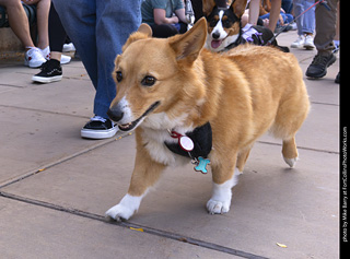  Tour de Corgi 2025 - The Tour