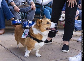  Tour de Corgi 2025 - The Tour