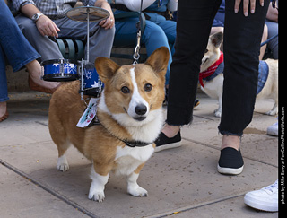  Tour de Corgi 2025 - The Tour