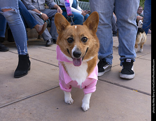  Tour de Corgi 2025 - The Tour