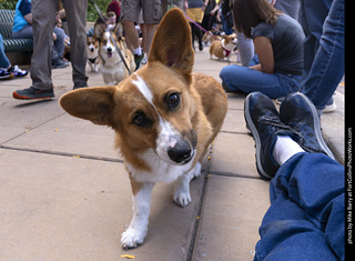  Tour de Corgi 2025 - The Tour