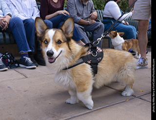  Tour de Corgi 2025 - The Tour