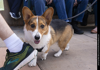  Tour de Corgi 2025 - The Tour