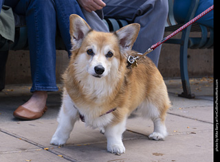  Tour de Corgi 2025 - The Tour