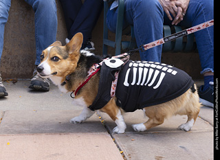  Tour de Corgi 2025 - The Tour