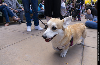  Tour de Corgi 2025 - The Tour
