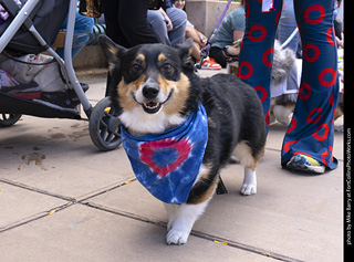  Tour de Corgi 2025 - The Tour