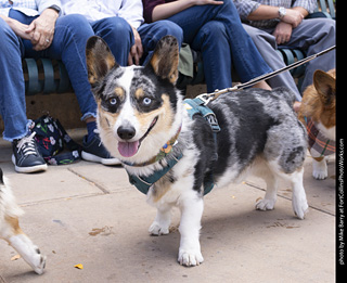  Tour de Corgi 2025 - The Tour