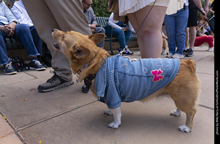  Tour de Corgi 2025 - The Tour