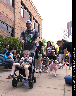  Tour de Corgi 2025 - The Tour