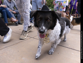  Tour de Corgi 2025 - The Tour