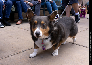 Tour de Corgi 2025 - The Tour
