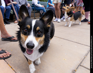  Tour de Corgi 2025 - The Tour