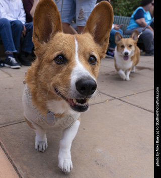  Tour de Corgi 2025 - The Tour