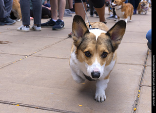  Tour de Corgi 2025 - The Tour