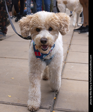  Tour de Corgi 2025 - The Tour