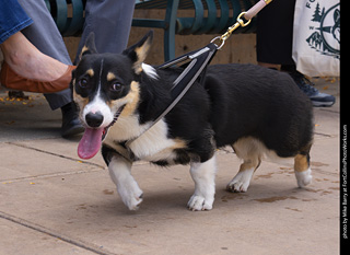  Tour de Corgi 2025 - The Tour