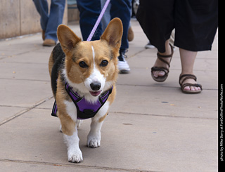  Tour de Corgi 2025 - The Tour