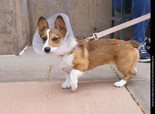  Tour de Corgi 2025 - The Tour