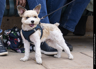  Tour de Corgi 2025 - The Tour