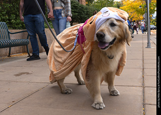  Tour de Corgi 2025 - The Tour