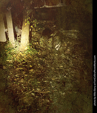 Creepy Walk in the Woods 2025