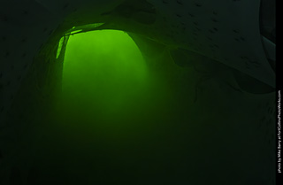 Creepy Walk in the Woods 2025