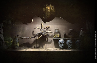 Creepy Walk in the Woods 2025