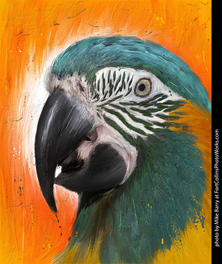 Blue Throated Macaw