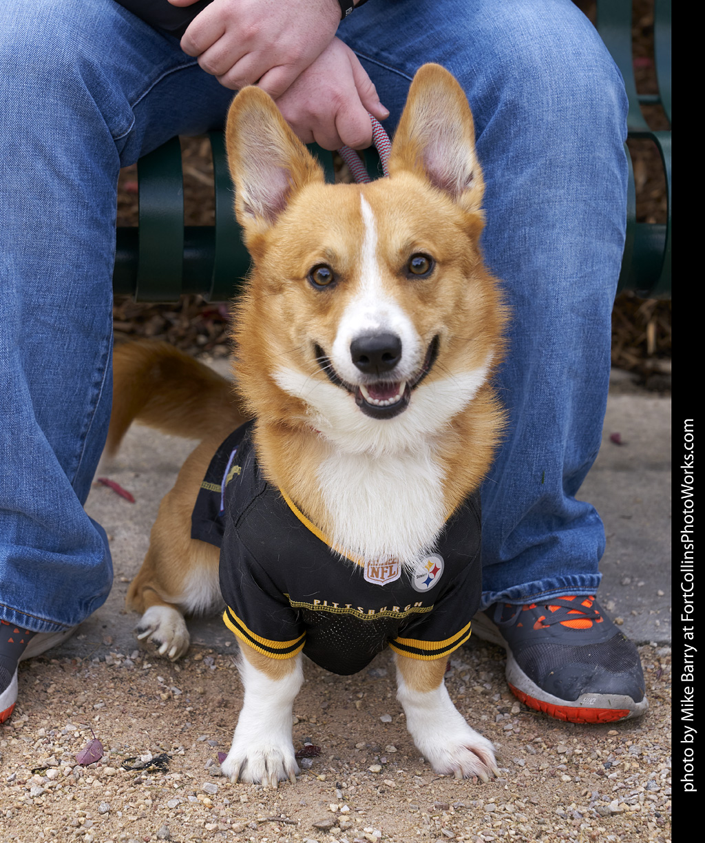 5th Annual Tour de Corgi - Fort Collins Photo Works