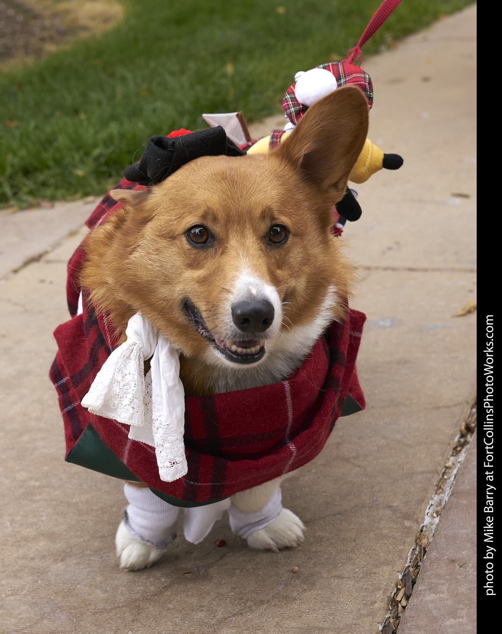 5th Annual Tour de Corgi - Fort Collins Photo Works