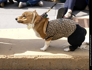 Tour de Corgi - Costume Contest - Korgdashians