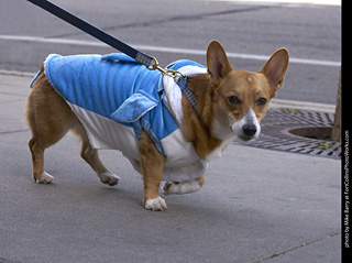 Tour de Corgi - Tour #2