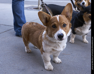 Tour de Corgi - Tour #2