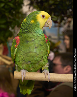 Yellow Headed Amazon Parrot