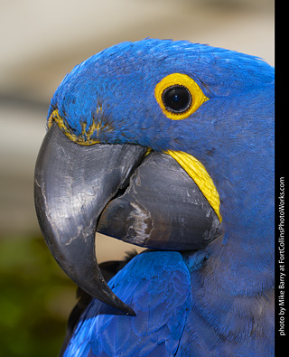 Hyacinth Macaw