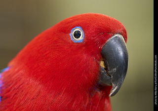 Eclectus (female)