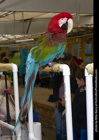 Green-Winged Macaw