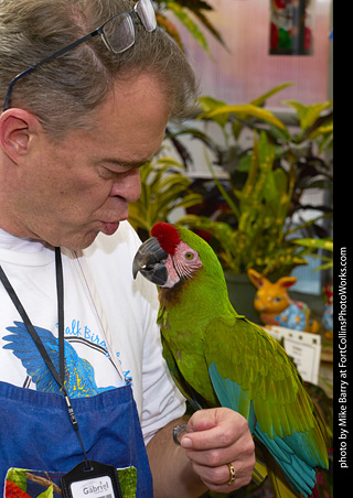 Military Macaw