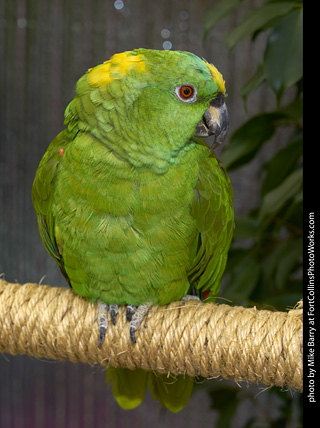 Yellow Naped Amazon Parrot