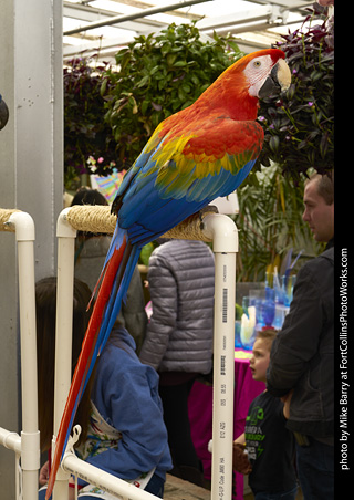 Scarlet Macaw