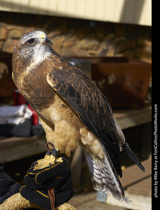 Swainson's Hawk