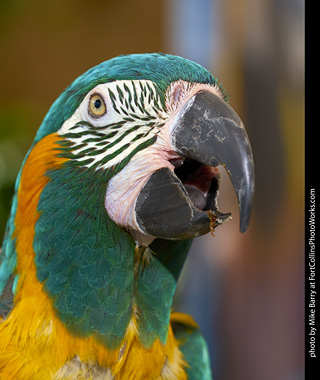 Blue Throated Macaw