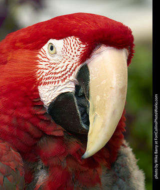 Green-Winged Macaw