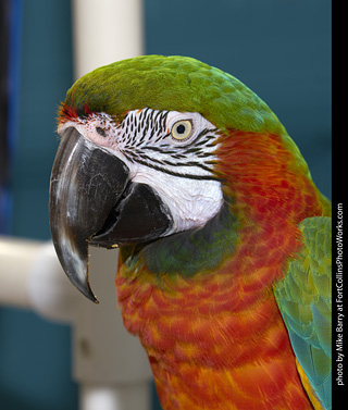 Harlequin Macaw