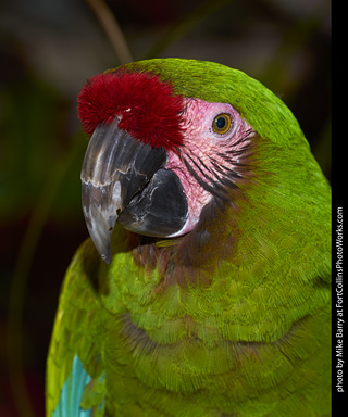 Military Macaw